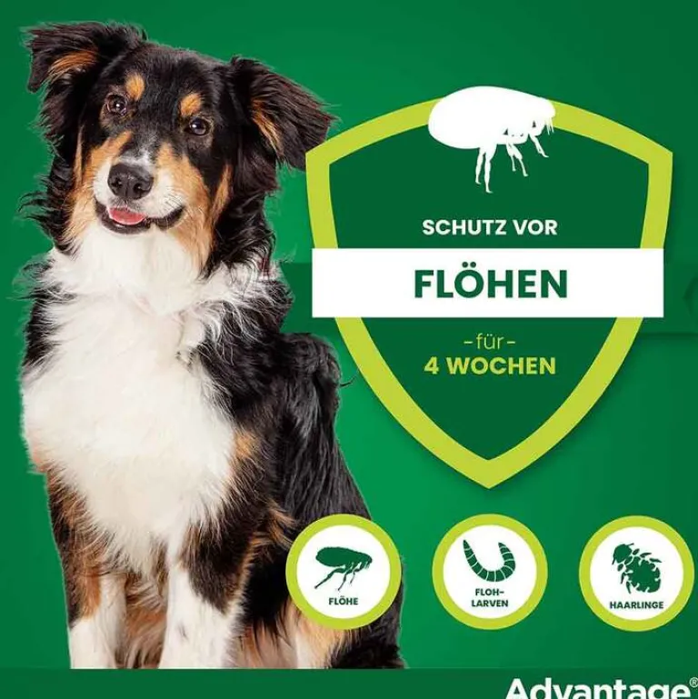 Advantage 250 für Hunde von 10-25 kg, 4 St- Flöhe, Zecken & Co.