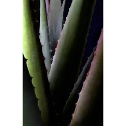 Aloe Vera Creme rich ohne Duft, 30 ml^Santaverde Best