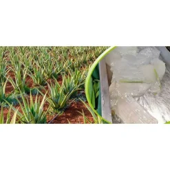 Amazonas Naturprodukte Säfte|Sonstige Bio Produkte-Aloe Vera Saft 100% Bio , 1 l