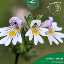 A. Vogel Augentropfen Trockene Augen-A.VOGEL Augen-Tropfen 6 Mon.n.Öffnen haltbar, 10 ml
