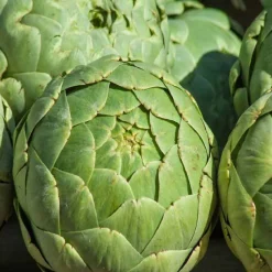 Darmhit Dr. Jacob`s Pulver, 210 g^Dr. Jacobs