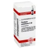 P|P-DHU Plumbum metallicum C 30 Globuli, 10 g