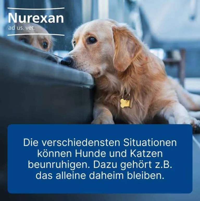 Nurexan Biologische Heilmittel Heel Gmbh-ad us. vet. Tabletten , 100 St