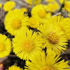 Anti-Schuppen-Conditioner mit Huflattich, 30 ml^Rausch New