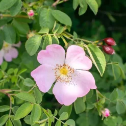 Rausch Shampoos-Farbschutz-Shampoo mit Wildrose, 40 ml