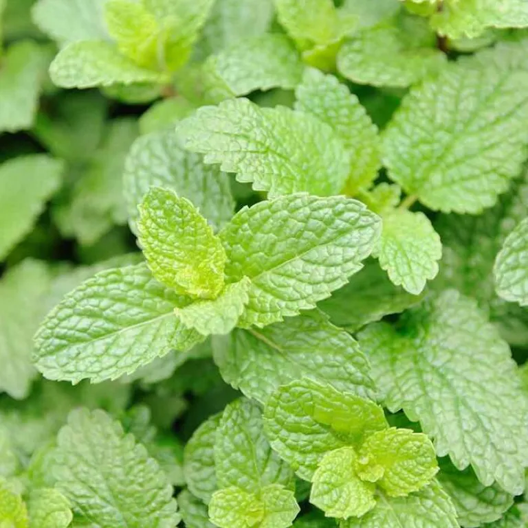 Frische Shower Gel mit Minze, 200 ml^Rausch Hot