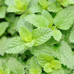 Rausch Körpermilch & Lotionen|Duschen & Waschen-Geschenkset Frische 2024, 1 P