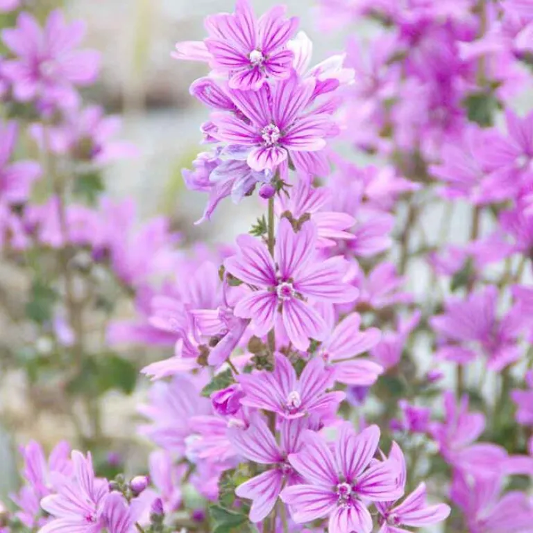 Rausch Malven Shower Gel, 50 ml- Duschen & Waschen