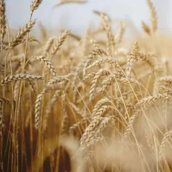 Rausch Nähr-Kur mit Weizenkeim Beutel, 15 ml- Haarkur & Balsam