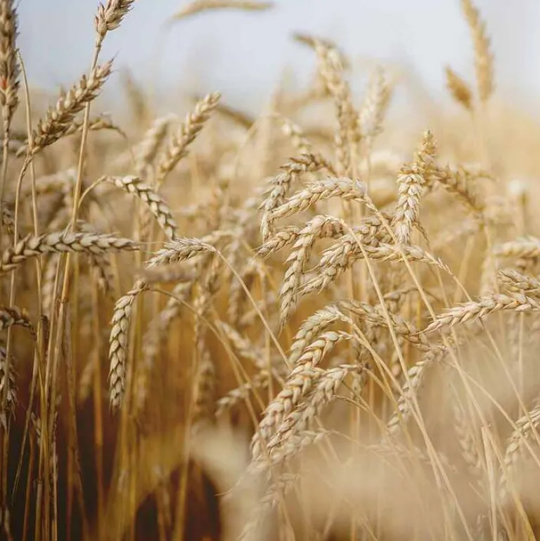 Nähr-Shampoo mit Ei-Öl, 40 ml^Rausch Best