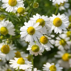 Pflege-Conditioner mit Schweizer Kräutern, 30 ml^Rausch Discount