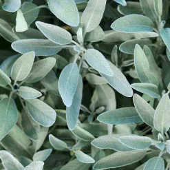 Silberglanz-Conditioner mit Salbei, 150 ml^Rausch Clearance