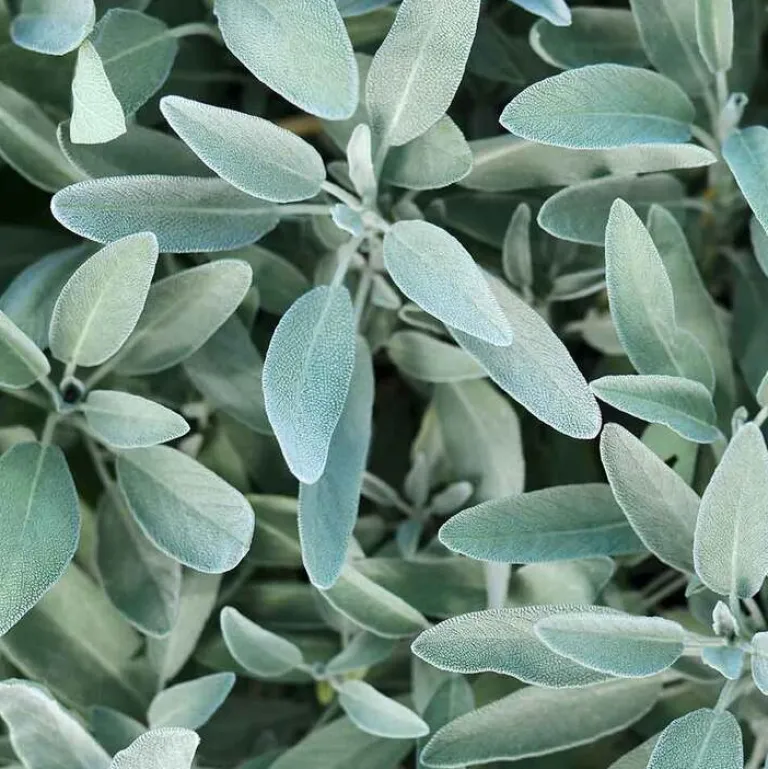 Silberglanz-Kur mit Salbei, 100 ml^Rausch Online