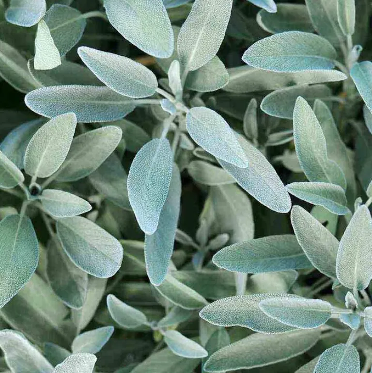 Silberglanz-Shampoo mit Salbei, 200 ml^Rausch Sale