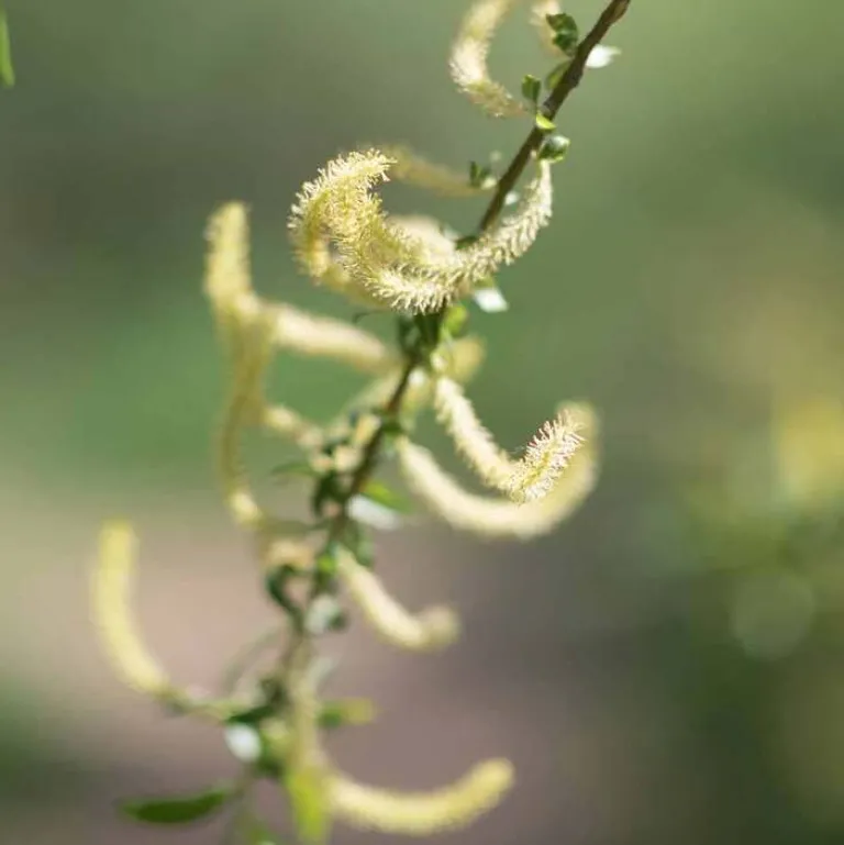 Spezial-Spray mit Weidenrinde, 100 ml^Rausch Discount