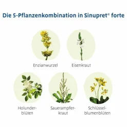 Sinupret forte überzogene Tabletten, 50 St- Schnupfen & Nasennebenhöhlen