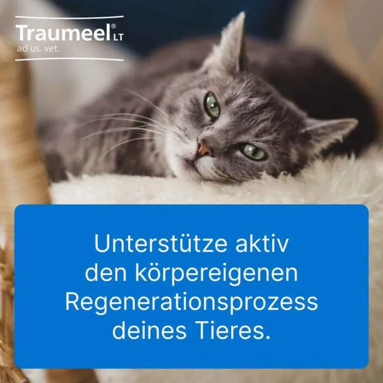 Traumeel LT ad us.vet.Tabletten, 500 St- Pferde|Biologische Heilmittel Heel Gmbh