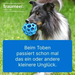 T ad us. vet. Tabletten für Hund und Katze, 500 St^Traumeel Best