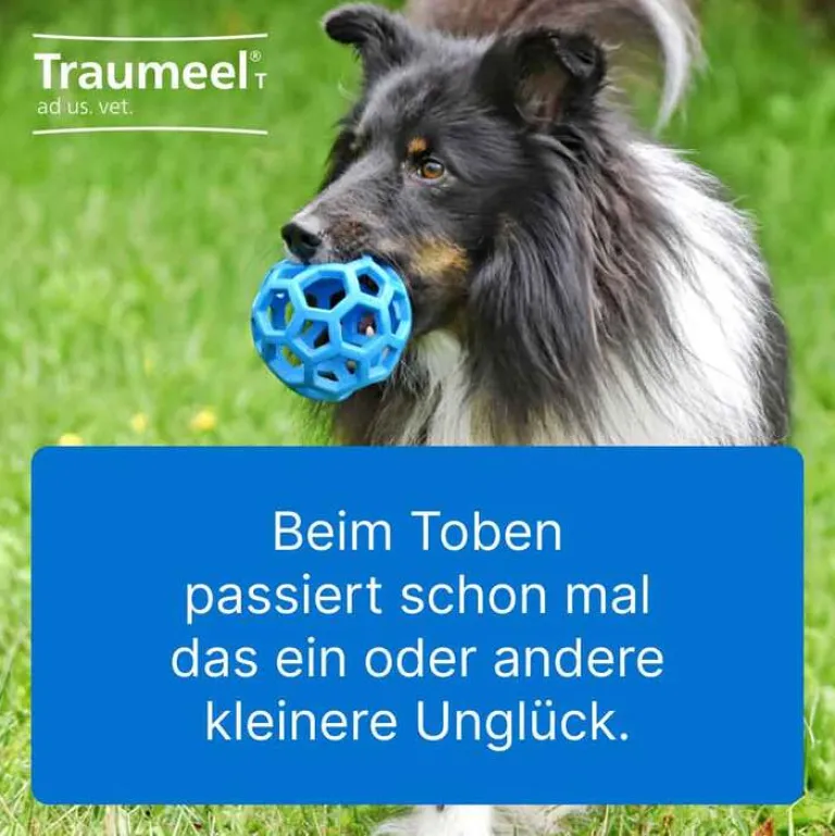 T ad us. vet. Tabletten für Hund und Katze, 500 St^Traumeel Best