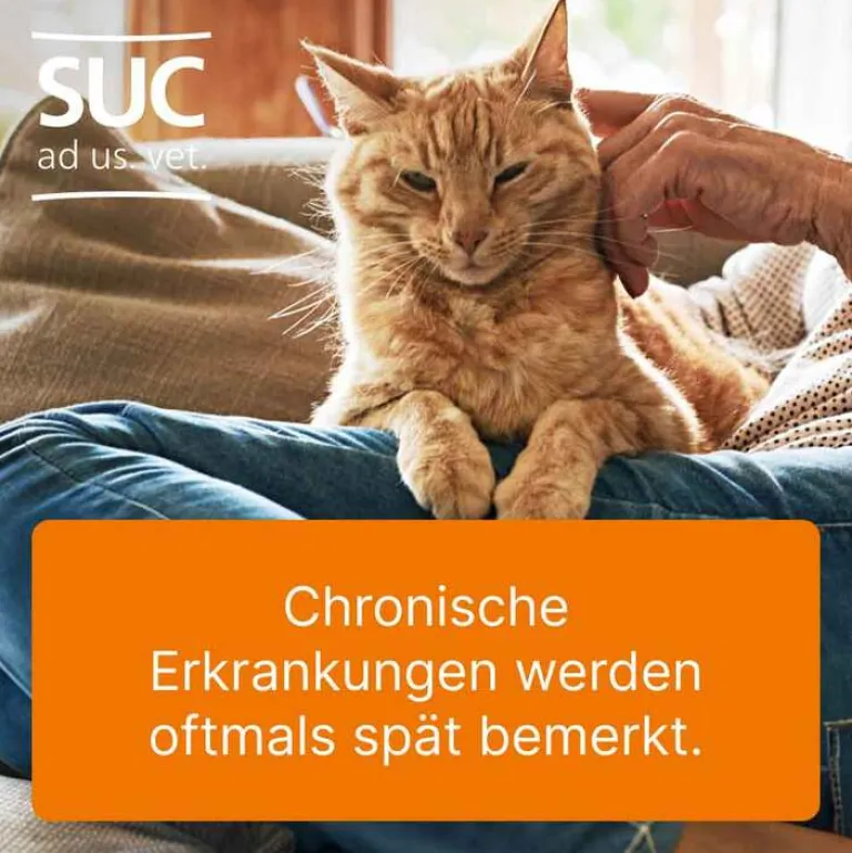 Heel Ubichinon compositum ad us. vet. Ampullen, 10 St- Biologische Heilmittel Heel Gmbh