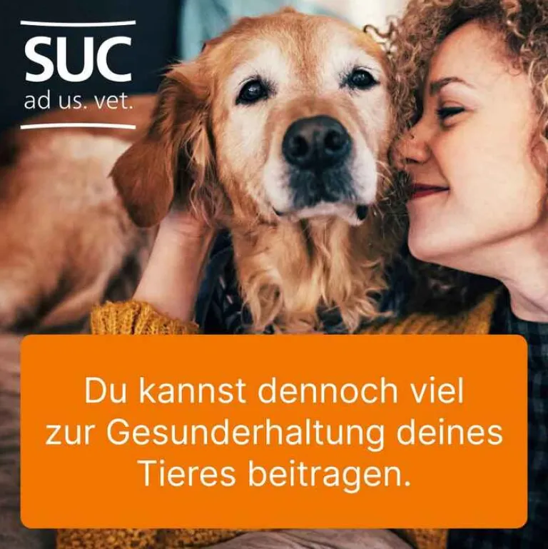 Heel Ubichinon compositum ad us. vet. Ampullen, 10 St- Biologische Heilmittel Heel Gmbh