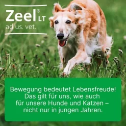 Zeel ® LT ad us. vet. Tabletten, 100 St- Biologische Heilmittel Heel Gmbh