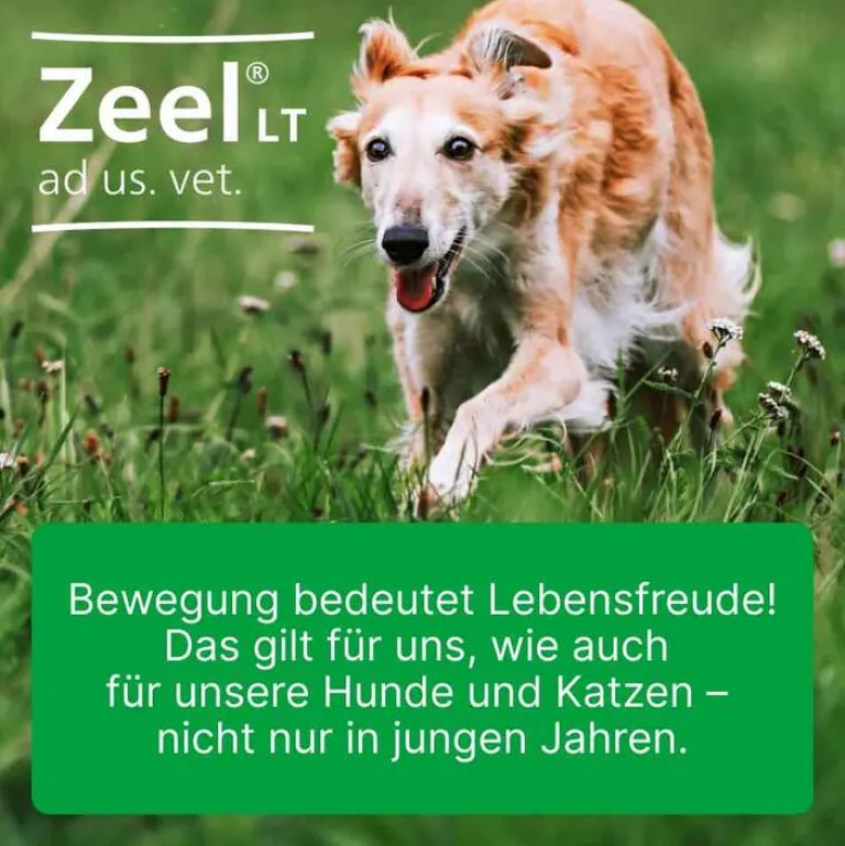 Zeel ® LT ad us. vet. Tabletten, 100 St- Biologische Heilmittel Heel Gmbh