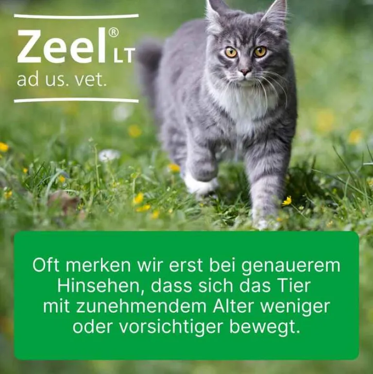 Zeel ® LT ad us. vet. Tabletten, 100 St- Biologische Heilmittel Heel Gmbh