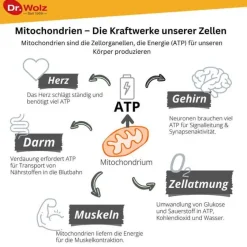 Dr. Wolz Zell Oxygen plus flüssig, 250 ml- Enzyme